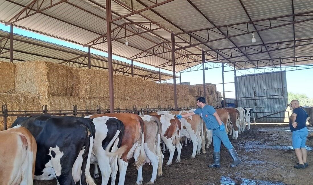 Aydın’ın Kuyucak ilçesinde tespit edilen şap hastalığı sebebiyle Nazilli ilçesinde