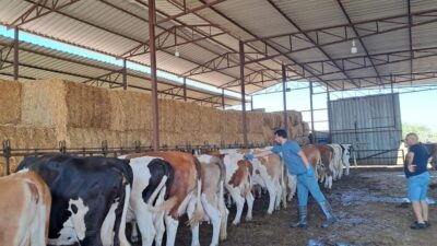 Aydın’ın Nazilli ilçesinde şap hastalığından korunmak için hayvanları aşılama çalışmalarının