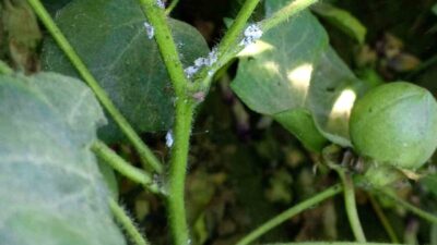 Nazilli İlçe Tarım ve Orman Müdürlüğü, pamuk üreticilerine pamuk unlu