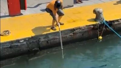 Muğla’nın Bodrum ilçesinde nesli tükenme tehlikesiyle karşı karşıya olan mavi