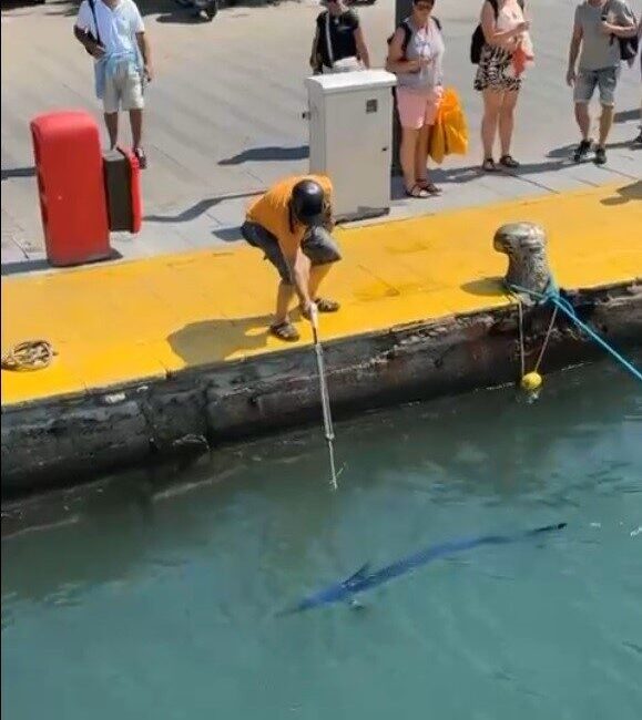 Muğla’nın Bodrum ilçesinde nesli tükenme tehlikesiyle karşı karşıya olan mavi