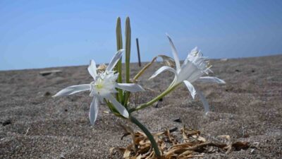 Manavgat Turizm Fakültesi’nden Doç. Dr. İlker Çinbilgel, nesli tükenme tehlikesi