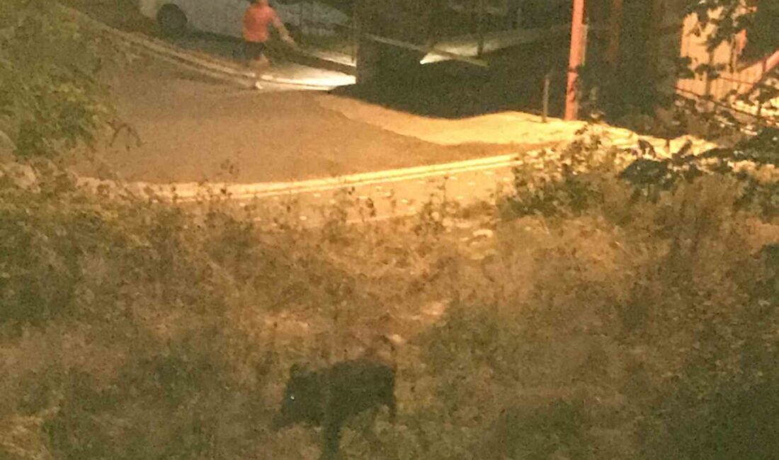 Ordu’da bir çocuk, domuz saldırısından son anda kurtuldu Ordu’nun Ünye ilçesinde bir çocuk, mahalleye inen domuzun saldırısından son