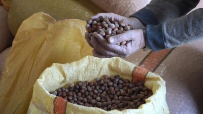 Ordu’da serbest piyasada 50 randımanlı fındık fiyatı 300 liradan işlem