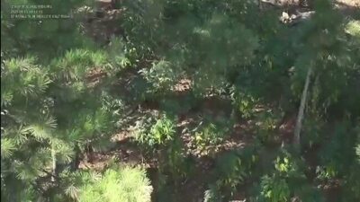 Adana’nın Pozantı ilçesinde bin 900 rakımdaki ormanlık alanda düzenlenen uyuşturucu