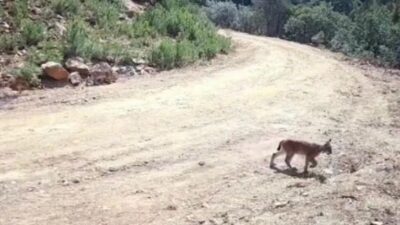Çankırı’da doğaya yerleştirilen fotokapanlar, nesli tükenme tehlikesi altındaki vaşak ve