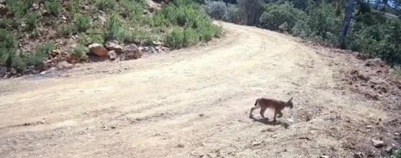 “Ormanın hayaleti” vaşak ve yavruları kamerada Çankırı’da doğaya yerleştirilen fotokapanlar, nesli tükenme tehlikesi altındaki vaşak ve