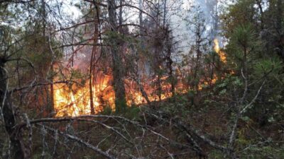 Osmaniye’nin Düziçi ilçesinde çıkan orman yangını, ekiplerin müdahalesiyle büyümeden kontrol