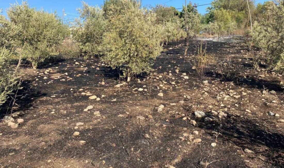 Osmaniye’de zeytinlik alanda çıkan yangın paniğe neden oldu Osmaniye’nin Düziçi ilçesin zeytin bahçesinde çıkan yangın, mahalle sakinlerinde büyük