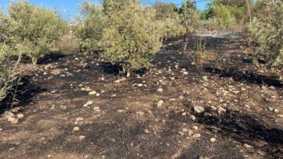 Osmaniye’nin Düziçi ilçesin zeytin bahçesinde çıkan yangın, mahalle sakinlerinde büyük
