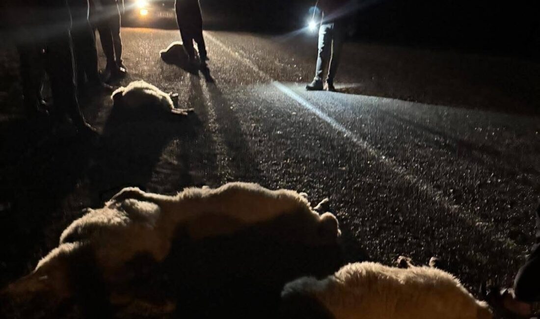 Adana’nın Kozan ilçesinde sürüdeki hayvanlara otomobilin çarpması sonucu 11 koyun