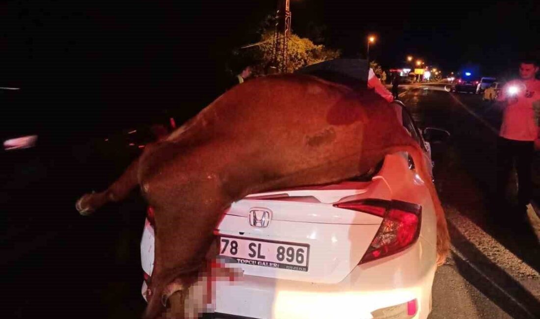 Karabük’ün Yenice ilçesinde otomobilin çarptığı inek telef oldu. Olay, Karabük-Yenice