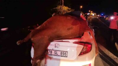 Karabük’ün Yenice ilçesinde otomobilin çarptığı inek telef oldu. Olay, Karabük-Yenice