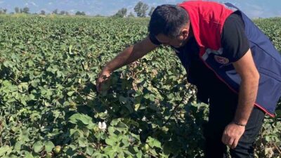 Aydın’ın Didim ilçesinde pamuk tarlalarında yapılan kontrollerde olumsuz bir bulguya