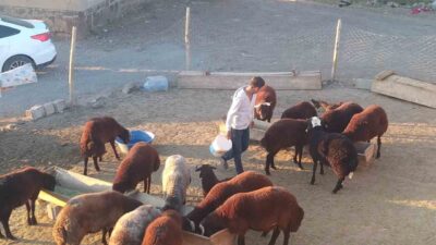 Patnos’ta besiciler, kış öncesi küçükbaş hayvanlarının bakımını titizlikle yaparak hem