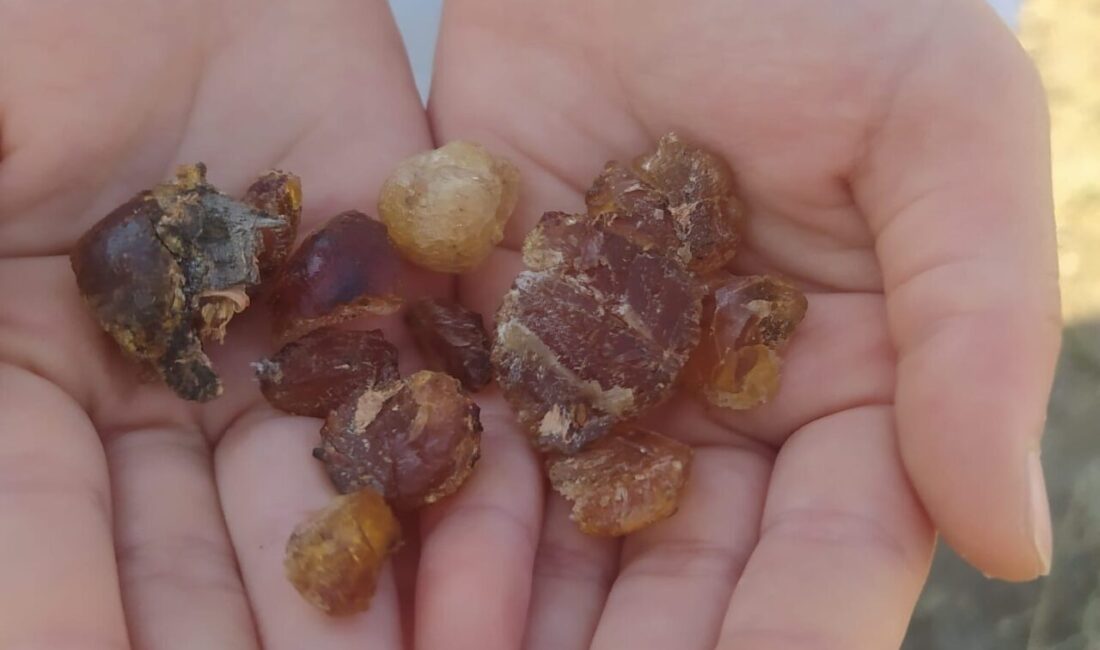Ağrı’nın Patnos ilçesinde çam sakızı, sağlık alanındaki faydaları ve geleneksel