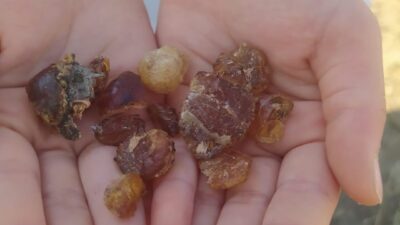 Ağrı’nın Patnos ilçesinde çam sakızı, sağlık alanındaki faydaları ve geleneksel