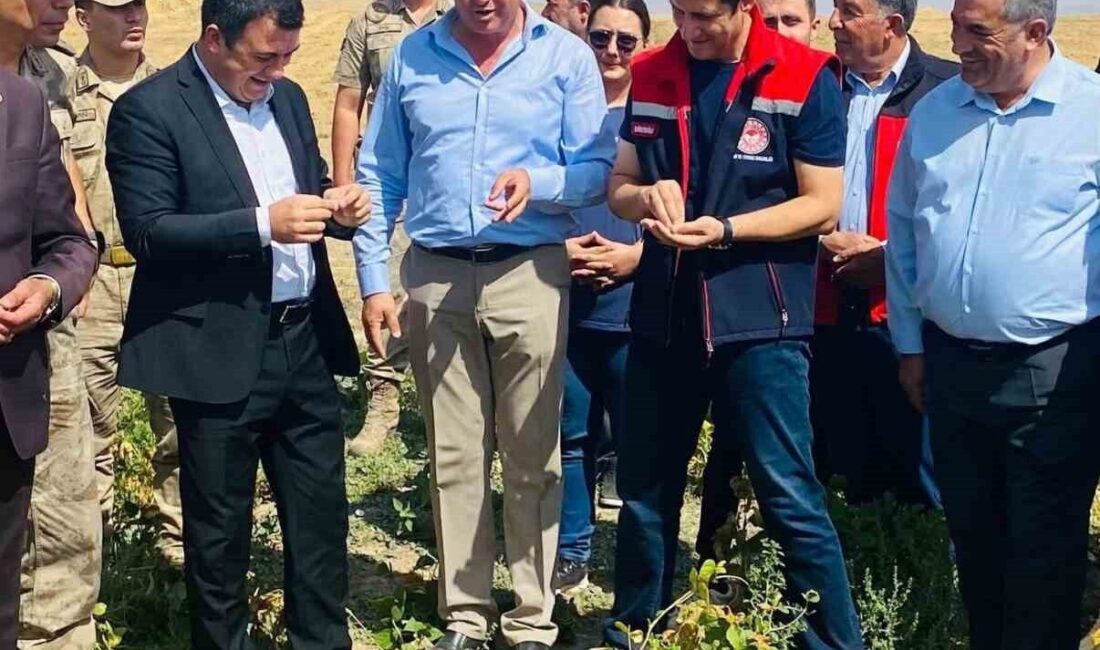 Ağrı’nın Patnos ilçesinde tarım arazilerinin artırılması projesi kapsamında fasulye hasadı