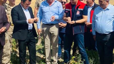 Ağrı’nın Patnos ilçesinde tarım arazilerinin artırılması projesi kapsamında fasulye hasadı