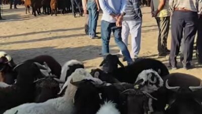 Şap hastalığı nedeniyle uzun süre kapalı kalan Patnos hayvan pazarı