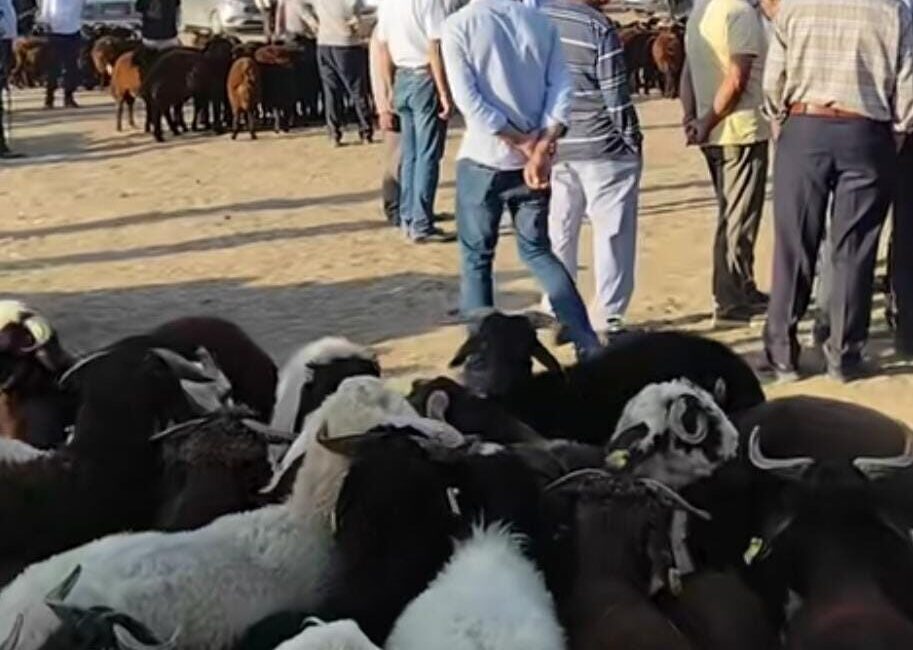 Patnos’ta hayvan pazarı yeniden açıldı Şap hastalığı nedeniyle uzun süre kapalı kalan Patnos hayvan pazarı