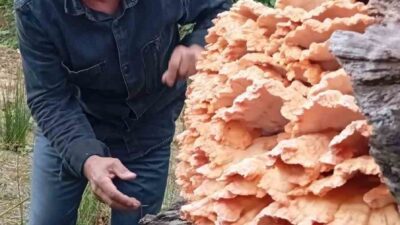 Rize’nin Ardeşen ilçesinde ormanda gezintiye çıkan arkadaşların bir ağaç kütüğünde