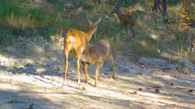 Karabük’ün Safranbolu ilçesinde doğa tutkunu tarafından kurulan fotokapana, karaca ve