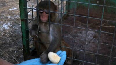 Hatay’da ülkeye kaçak yollarla getirilen maymunun tokatlandığı anlar kısa sürede