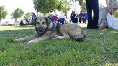Şanlıurfa’da üniversite yerleşkesi ile tıp fakültesi hastanesinin bahçesini mesken tutan