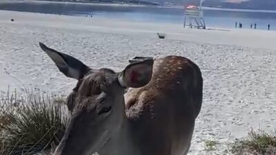 Doğa Koruma ve Milli Parklar ile Tarım ve Orman Bakanlığı’nın