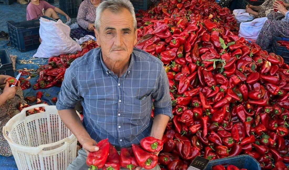 Salihli’de kapya biberde hasat zamanı Salça ve tarhanaya lezzet katan, Ege Bölgesi’nde en güzel kapya