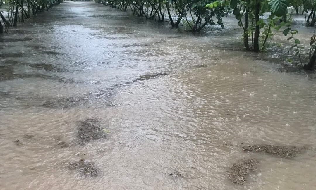 Samsun’da sağanak: Fındık bahçeleri göle döndü Samsun’un Çarşamba ilçesinde etkili olan sağanak yağış sonrası fındık bahçeleri