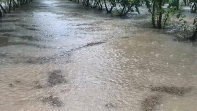 Samsun’un Çarşamba ilçesinde etkili olan sağanak yağış sonrası fındık bahçeleri