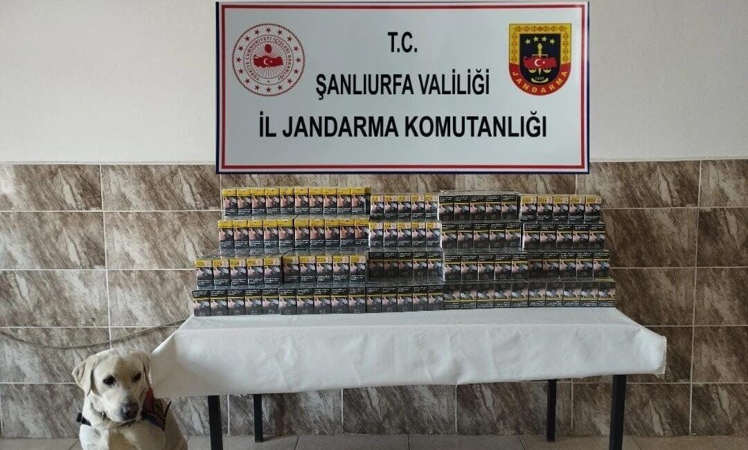 Şanlıurfa’da 420 paket gümrük kaçağı sigara ele geçirildi Şanlıurfa’nın Viranşehir ilçesinde jandarma tarafından gerçekleştirilen operasyonda 420 paket gümrük
