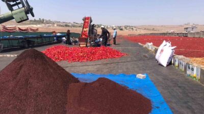 Şanlıurfa’nın vazgeçilmez lezzetleri arasında yer alan isotun üretimi başladı. Kadınların
