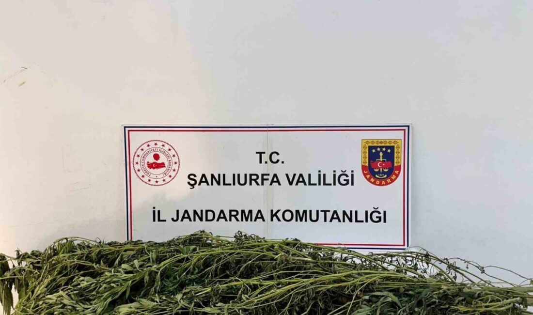 Şanlıurfa’da uyuşturucu operasyonu: 42 gözaltı Şanlıurfa merkez ve ilçelerinde jandarma tarafından son bir haftada gerçekleştirilen
