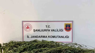 Şanlıurfa merkez ve ilçelerinde jandarma tarafından son bir haftada gerçekleştirilen