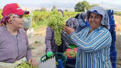 Manisa’nın Sarıgöl ilçesinde üzüm hasadı sırasında bulunan 5 kilo 500