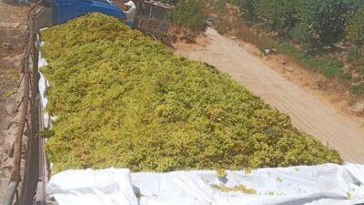 Manisa’nın Sarıgöl ilçesinde şaraplık üzüm alımları tüm hızıyla devam ediyor.