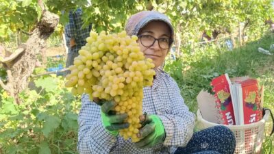 Manisa’nın Sarıgöl ilçesinde 2025 yılı yaş üzüm piyasasında yaşanan hareketlilik