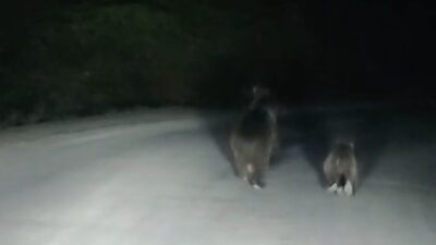 Bartın’ın Ulus ilçesinde aracıyla seyir halinde buluna bir kişi bir