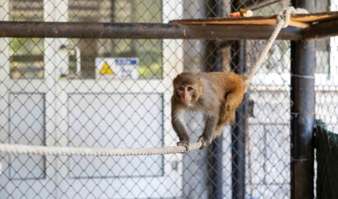 Şiddet mağduru maymun Mersin’de koruma altına alındı Hatay’da kötü muamele gördüğü gerekçesiyle Doğa Koruma ve Milli Parklar