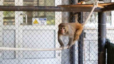 Hatay’da kötü muamele gördüğü gerekçesiyle Doğa Koruma ve Milli Parklar