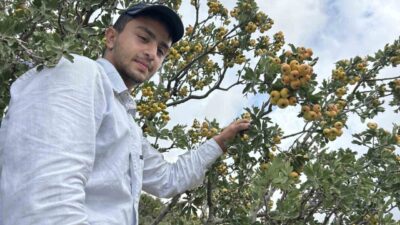 Hatay’da üreticilerin “şifa deposu” olarak nitelendirdiği alıçta hasat başladı. Yaklaşık
