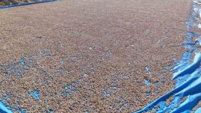 Siirt fıstığında işleme çalışmaları fabrikalarda hız kesmeden devam ediyor. Türkiye’nin