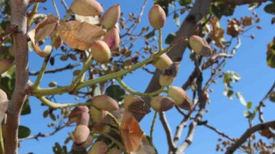 Siirt’in ekonomisinde önemli bir yere sahip olan fıstık, aşırı sıcaklar