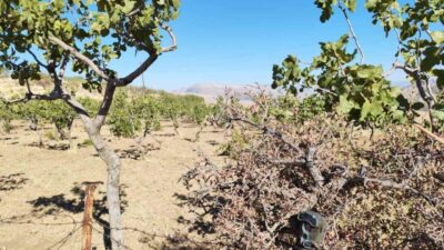 Siirt’te, kentin en önemli tarım ürünü ve geçim kaynağı olan