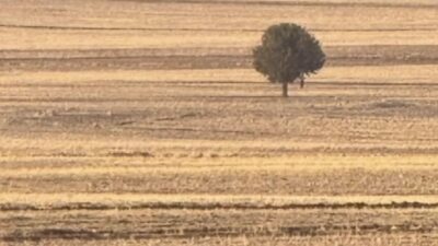 Şırnak’ın Silopi ilçesinde bir kişi tarlada ağaca asılı halde ölü