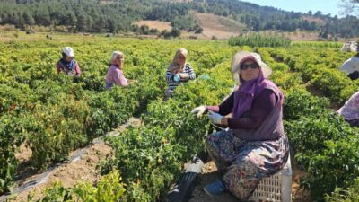 Balıkesir’in Sındırgı ilçesinde yöre sakinlerince ’Biberiye’ olarak adlandırılan turşuluk acı