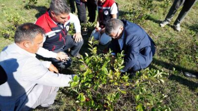 Sinop’ta ’süper meyve’ olarak bilinen aronya meyvesi hasadı yapıldı. Sinop